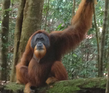 Funcion del orangutan