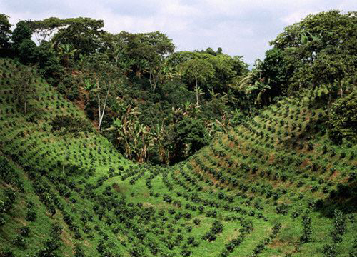 Plantación de café en Armenia, Colombia