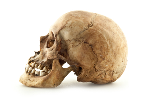 Calavera humana actual