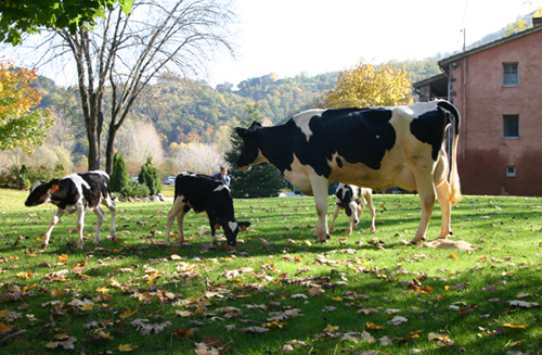 Vacas lecheras de La Fageda