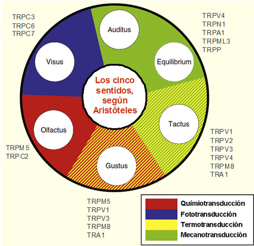 Gráfico circular con los cinco sentidos según Aristóteles