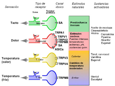 Representación esquemática de los distintos canales iónicos