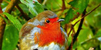 pájaro