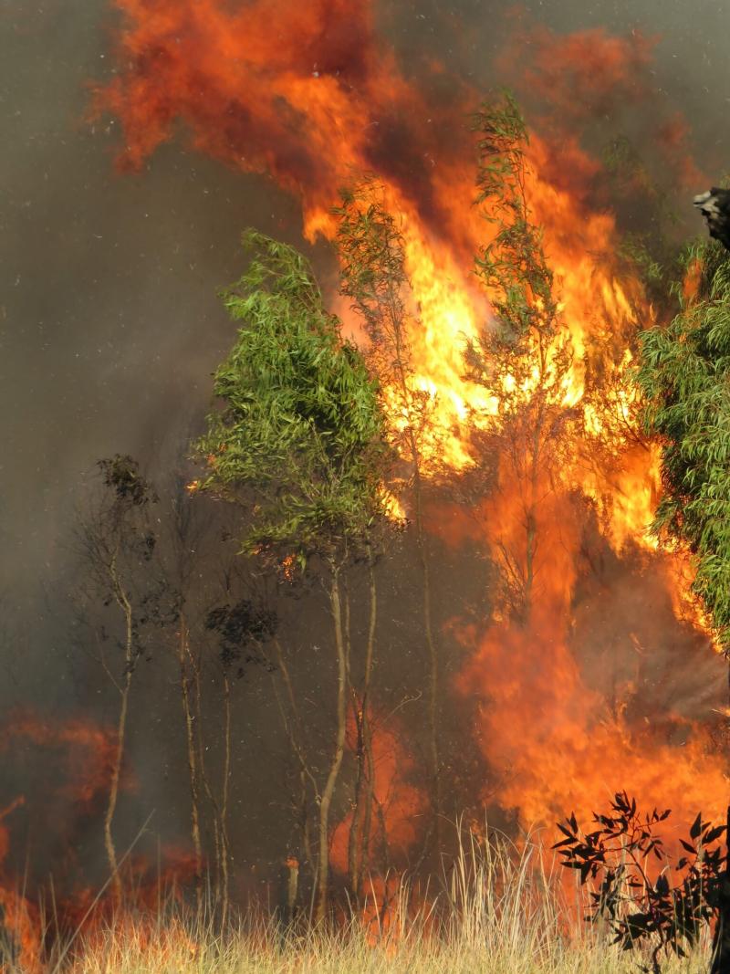 Quiénes son responsables de los incendios forestales? - Frontera Digital