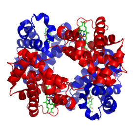 Hemoglobin molecule