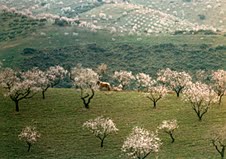 Almendros en flor