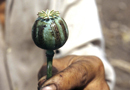 Demanda de cocaína, heroína y marihuana reaviva la producción y el tráfico en América Latina